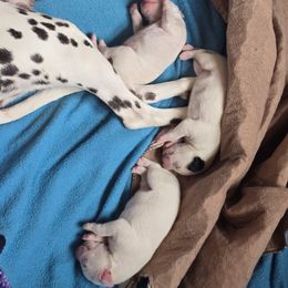 Luna (Black spotted female) - White and black female Dalmatian puppy in Salem, Missouri from Paradise Spots Dalmatians