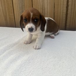 Fred - Red male Dachshund puppy in Goodyear, Arizona from SND Dachshunds