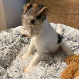 Girl 1 - White black and tan female Wire Fox Terrier puppy in Acton, Massachusetts from Far Echo Fox Terriers