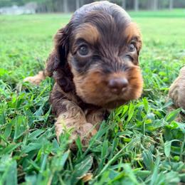 Fitzgerald with training - Brown and tan male Cockapoo puppy in Boonville, North Carolina from Doods & Dolls