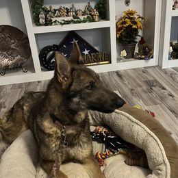 Lucy - German Shepherd