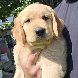 Golden Retriever Puppies from City Goldens