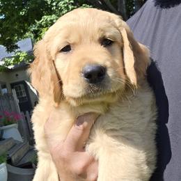 Golden Retriever Puppies from City Goldens