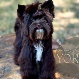 Maya - Yorkshire Terrier