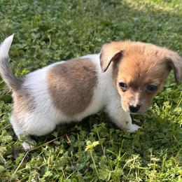 Zack - Brindle male Companion Cross puppy in Garvin, Oklahoma from Hochatown Awesome Aussies