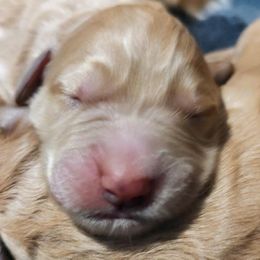 Goldendoodle and Golden Retriever Puppies from Dakota Sky's Goldens