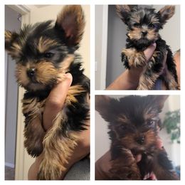 Yorkshire Terrier Puppies from Empress Kiss Yorkies