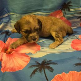 Spice Cake - Brown male Cavapoo puppy in Lewisburg, Pennsylvania from Jessie's Puppies