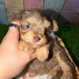 Hazel - Liver female Miniature Schnauzer puppy in Lufkin, Texas from C&K’s Schnauzer House