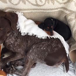 German Pinscher Puppies from LinDee Kennel