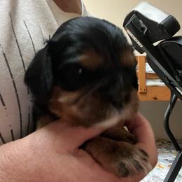 Girl 1 - Black and tan female Cavalier King Charles Spaniel puppy in Woodruff, Wisconsin from Cutesy Cavaliers