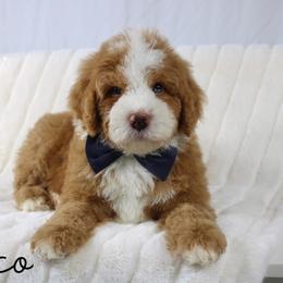 Mexico - Red male Bernedoodle puppy in Casa Grande, Arizona from AzDoodle Dandies