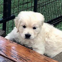 Golden Retriever Puppies from West Coast Cream Goldens