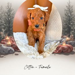 Cotton - Red  female Goldendoodle puppy in Canton, Georgia from Teddy Puppies
