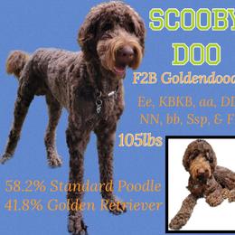 Scooby Doo - Goldendoodle