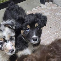 Light blue  collar boy - Black tri-color male Australian Shepherd puppy in Rainsville, Alabama from Chaparro Farm