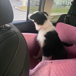 Marshmallow - Black tri-color female Australian Shepherd puppy in Belton, Texas from Brilliant Beautiful Australian Shepherds