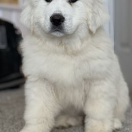 Great Pyrenees Puppies from Forestwood Farms Great Pyrenees