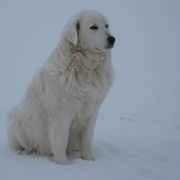 Maremma Sheepdog All Grown Up from Stoneybrook Working Dogs