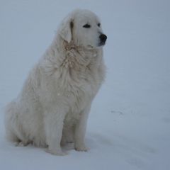 Maremma Sheepdog All Grown Up from Stoneybrook Working Dogs