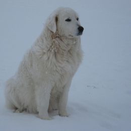 Maremma Sheepdog All Grown Up from Stoneybrook Working Dogs