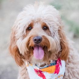 Oakley  - Goldendoodle