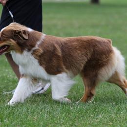Australian Shepherd puppies from Pine River Australian Shepherds