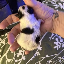 Spot - Black and tan parti male Pomeranian puppy in Snohomish County, Washington from Heartlove Poms