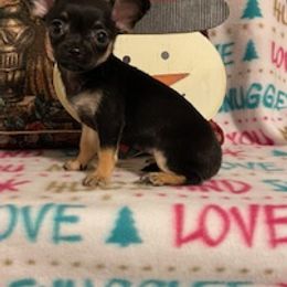 Chihuahuas, Poodles, and Yorkshire Terriers from Connie Toy Poodles & Chihuahuas Puppies
