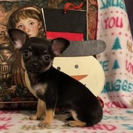Chihuahuas, Poodles, and Yorkshire Terriers from Connie Toy Poodles & Chihuahuas Puppies