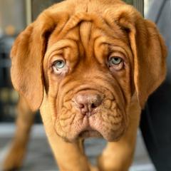 Mr. Yellow - Mahogany Dogue de Bordeaux puppy in Las Vegas, Nevada from Rogue Bordeaux