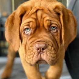 Mr. Yellow - Mahogany Dogue de Bordeaux puppy in Las Vegas, Nevada from Rogue Bordeaux
