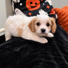 Light Blue - Oakley - male Cavapoochon puppy in Kountze, Texas from CaviCajun Kennels