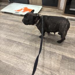 French Bulldog All Grown Up from SC colored french bulldogs