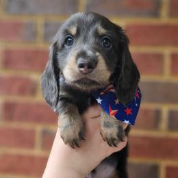 Han- AKC- Blue and Tan - Gray (blue) and tan male Dachshund puppy in Loganville, Georgia from Royal Dackel Haus