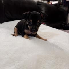 Cooper - Black and tan male Russian Toy puppy in Citrus Heights, California from Domik of love