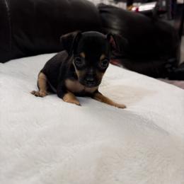 Cooper - Black and tan male Russian Toy puppy in Citrus Heights, California from Domik of love