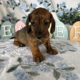 Sarah - Brindle female Dachshund puppy in Temecula, California from Naomi Magee's Dachshund Kennel