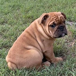 Bulldogs and Dachshunds from Baileys Precious Puppies