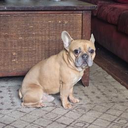 Guppy - French Bulldog
