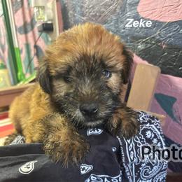 Zeke - Wheaten male Soft Coated Wheaten Terrier puppy in Gladewater, Texas from Felicias Swheaties