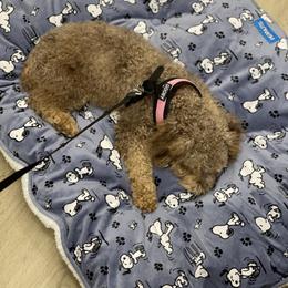 Cockapoo and Poodle Puppies from Nikol Nik