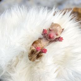 Teal Female 9-15lbs - Red  female Goldendoodle puppy in Cedar City, Utah from Cedar Doodles- Home of the Teddybear Goldendoodle