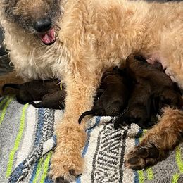 Puppy boy number 2 with a green collar - Red sable Belgian Laekenois puppy in Ball Ground, Georgia from COSWALD  BELGIAN  LAEKENOIS