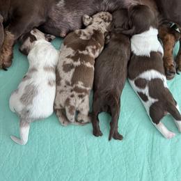 Dachshunds from The Hunters Doxie Den