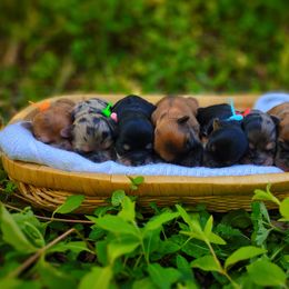 Companion Cross, Mal-Shi, Maltese, Maltipoo, Morkie, and Shih Tzu Puppies from Seeking Shalom Acres Maltese, Maltipoos & Havamalts