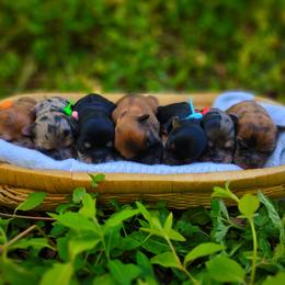 Companion Cross, Mal-Shi, Maltese, Maltipoo, Morkie, and Shih Tzu Puppies from Seeking Shalom Acres Maltese, Maltipoos & Havamalts