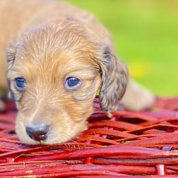 Dachshund Puppies from Northwest Dachshunds