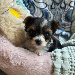 Shaka - Black tan and white male Biewer Terrier puppy in Fruitport, Michigan from Nest of Wellbeing’s Biewers