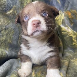 Zero - Liver and white male American Corgi puppy in Grants Pass, Oregon from KnR Antler Dogs